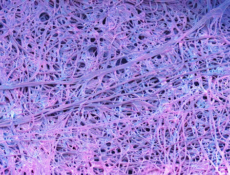 Spider's silk, SEM