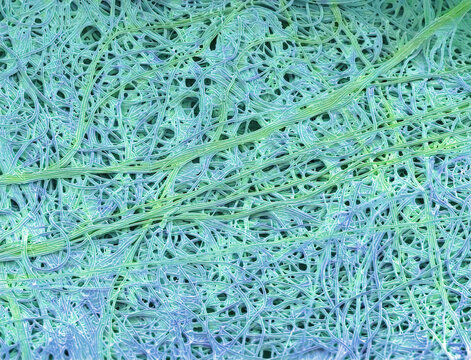 Spider's silk, SEM