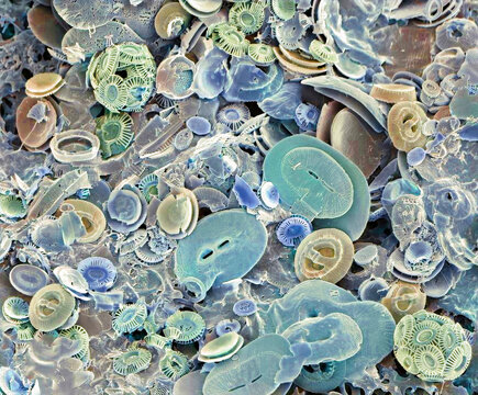 Coccoliths, SEM