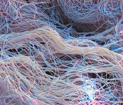 Connective tissue, SEM
