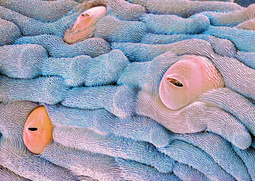 Stomata, SEM