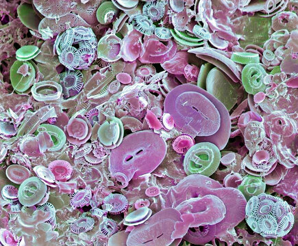 Coccoliths, SEM