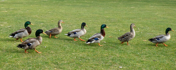 Enten im Gäsemarsch