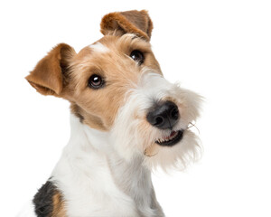 Fox terrier portrait looking at camera isolated on white background. Fox terrier headshot on white