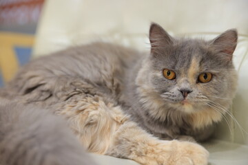portrait of a cat