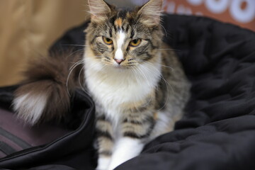 cat