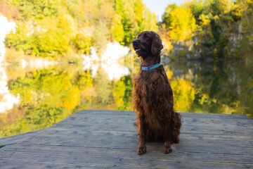 Irish Setter dog posing near lake with autumn landscape in autumn. Traveling with a pet. Pet in...