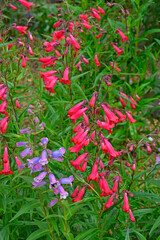 Penstemon 'Chester Scarlet' and 'Stapleford Gem'