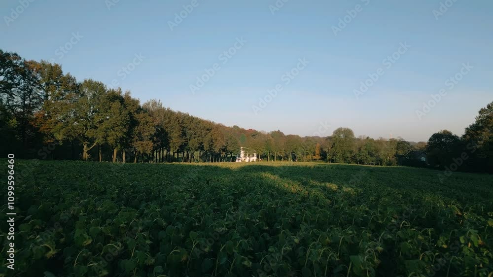 Poster scenic countryside field with rows of green crops stretching toward a tree-lined horizon under a cle