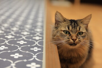 portrait of a cat