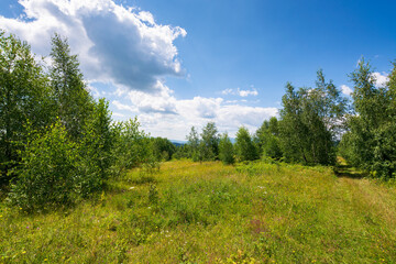 summer landscape in mountains. wonderful green environment. deciduous trees on the grassy hill. sunny weather. carpathian mountains of ukraine. blue sky with clouds. scenic scenery of lush woodland