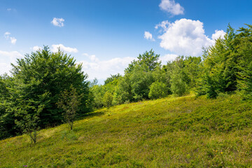 Obraz premium summer landscape in mountains. outdoor adventure. deciduous trees on the grassy hill. sunny weather. carpathian mountains of ukraine. blue sky with clouds. glade on the knoll