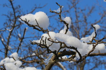 snow covered branches