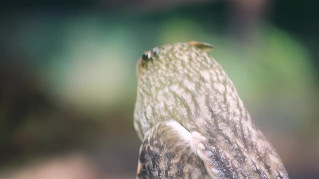 Close-up video of an owl from behind. A young owl in the frame is sitting indoors as a concept of continuing the life of birds under human supervision.