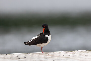 Eurasian oystercatcher on a bridge
