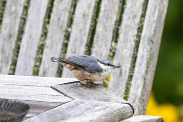 Fototapeta premium eurasian nuthatch in the garden