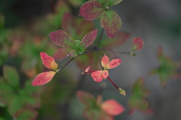 Obraz premium autumn leaf