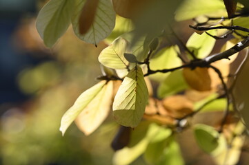 Fototapeta premium autumn leaf