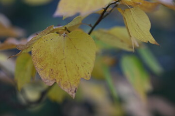 autumn leaf
