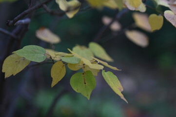 autumn leaf