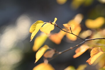 autumn leaf