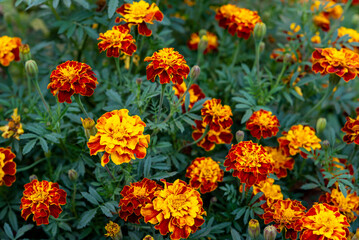 Blooming marigold flowers in the garden
