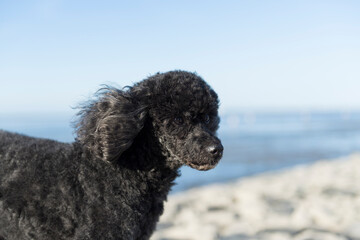 Pudel am Strand von Norddeich