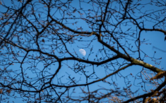 Waning Moon Viewed Through Bare Tree Branches in Daylight