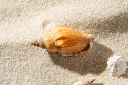Beach-themed shells on sand ideal for sun protection packaging