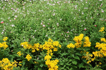 Calceolaria integrifolia, the bush slipperwor