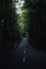 road in the forest