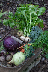 Gemüseanbau im Winter und Herbst, Rotkohl, Sellerie, Karotten, Rübe, Rote Beete, Korb, Kohlrabi,...