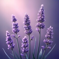 Obraz premium Close up view of multiple bunches of lavender flowers. Purple flowers with delicate petals. Natural light highlights blossoms. Soft background. Gentle tones. Spring summer scene. Flowers display