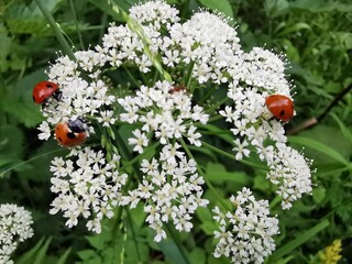 Fototapeta premium ladybugs on flowers