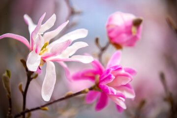 Obraz premium Blooming magnolia in spring. Beautiful buds of pink flowers close-up with blurred space for text.