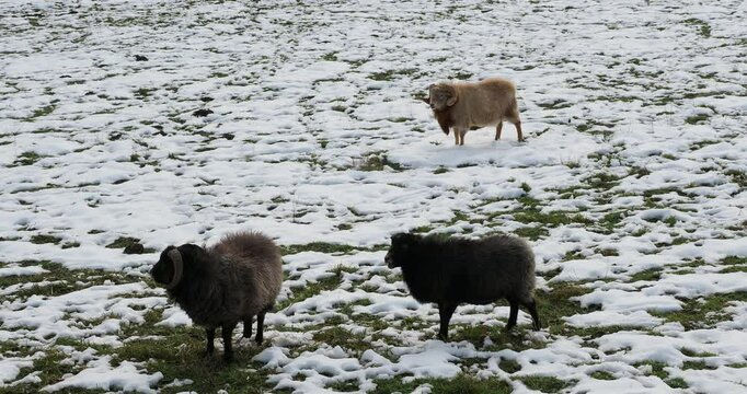 Ouessant sheeps as domestic breed, raised in South Germany. Rams with thick fleeces and twisted horns, ewes and lambs together in a snowy meadow
