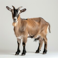 Obraz premium goat goat on white isolated background goat cattle animal cattle goat goat