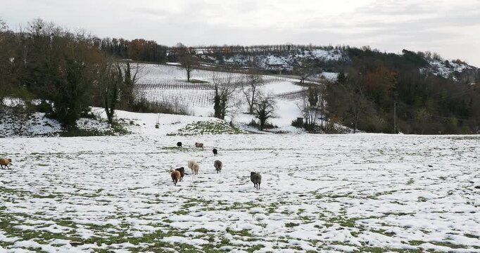 A flock of Ouessant sheeps grazing  in a snow-covered embankments on the edge of vineyards