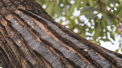 Close-up of wenge tree bark texture with deep ridges and natural patterns, ideal for organic design, natural background, woodworking, and rustic aesthetics. 