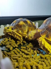 2 tortoises eating brown foods in a black tray