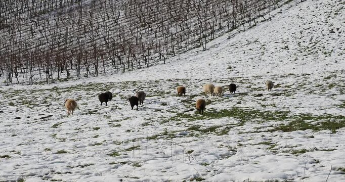 Ouessant sheeps or Breton dwarfs from the Brittany coast in France, raised in southern Germany grazing along snow-covered meadow and vineyards