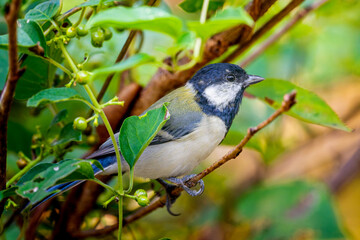 枝にとまるシジュウカラ