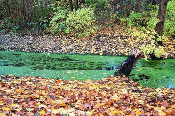 Herbstlich kleiner Bach mit grünen Algen und Bäumen im Nebel