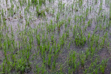 Expanse of wild grass in a rice field when it rains