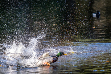 Obraz premium Duck in the water splashing