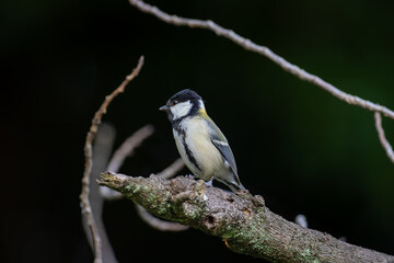 Naklejka premium 枝にとまるシジュウカラ