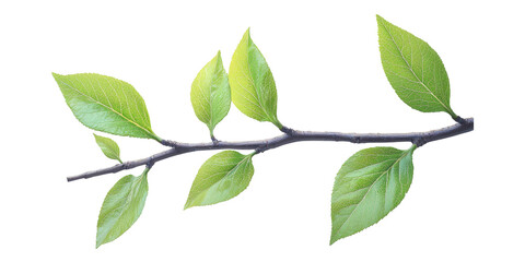 Naklejka premium Green Leafy Branch Isolated On Transparent Background