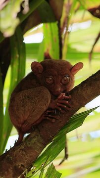 Tarsier animal on tropical tree branch in Bohol Philippines on vertical video.