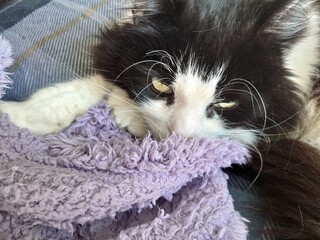 Fluffy cat looking over a purple blanket