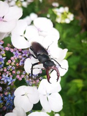 Stag beetle on White Rhododendron